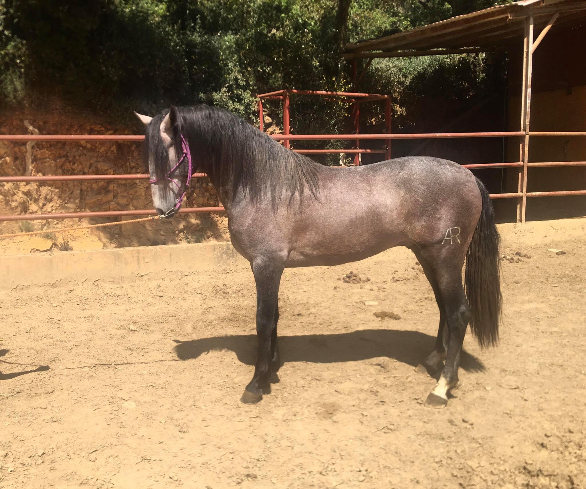 Listado de Caballos en Venta